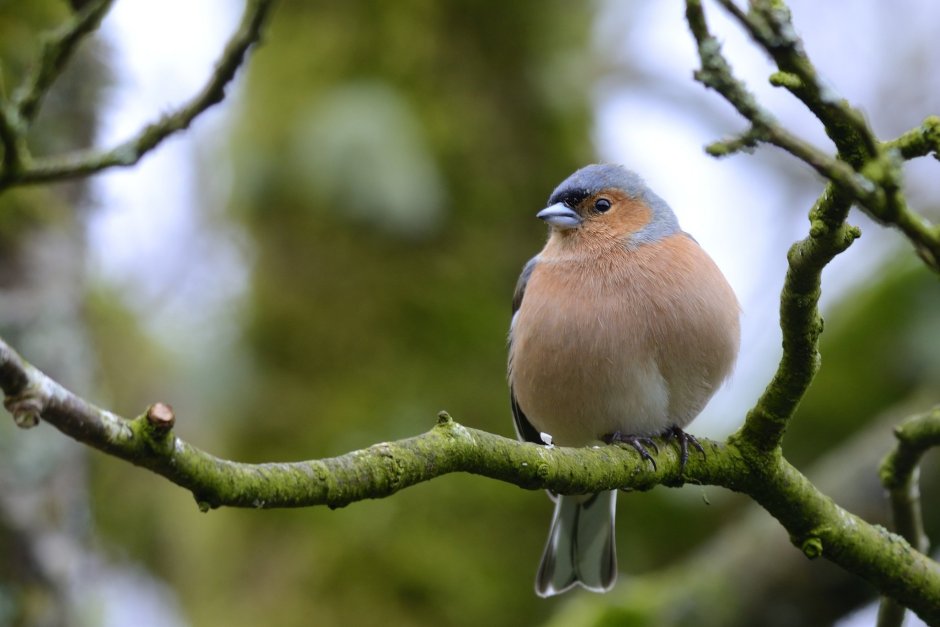 Лесные птицы Белоруссии
