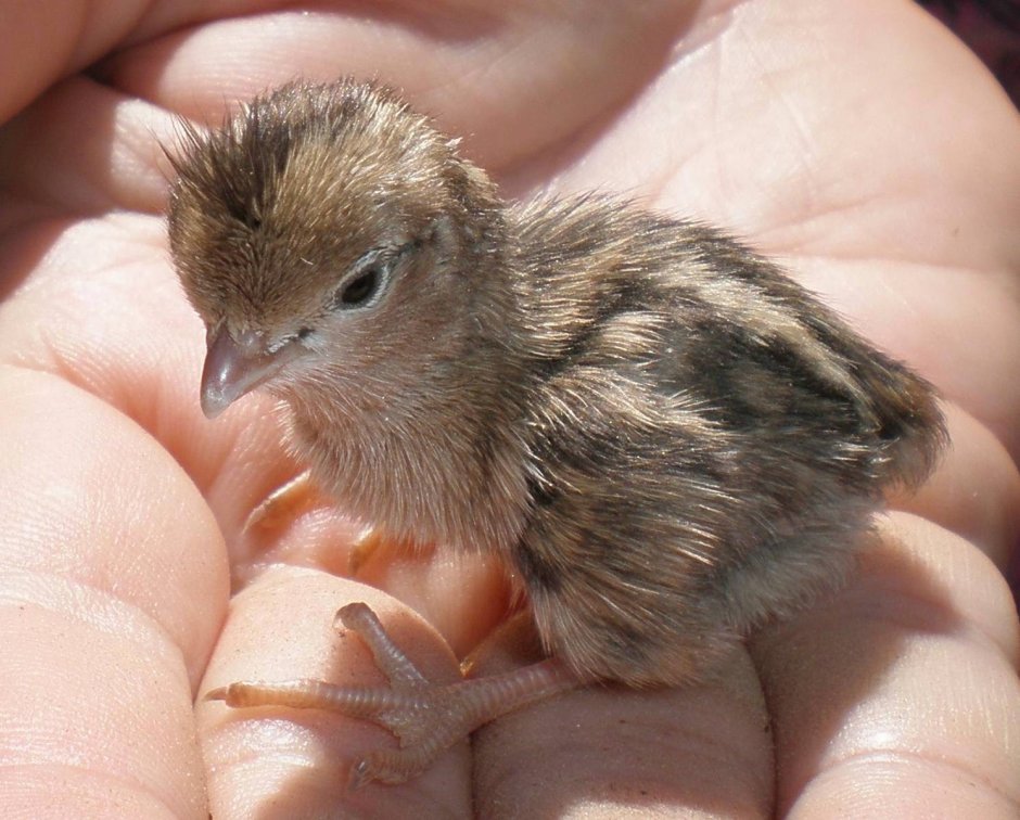 Птенец перепелки