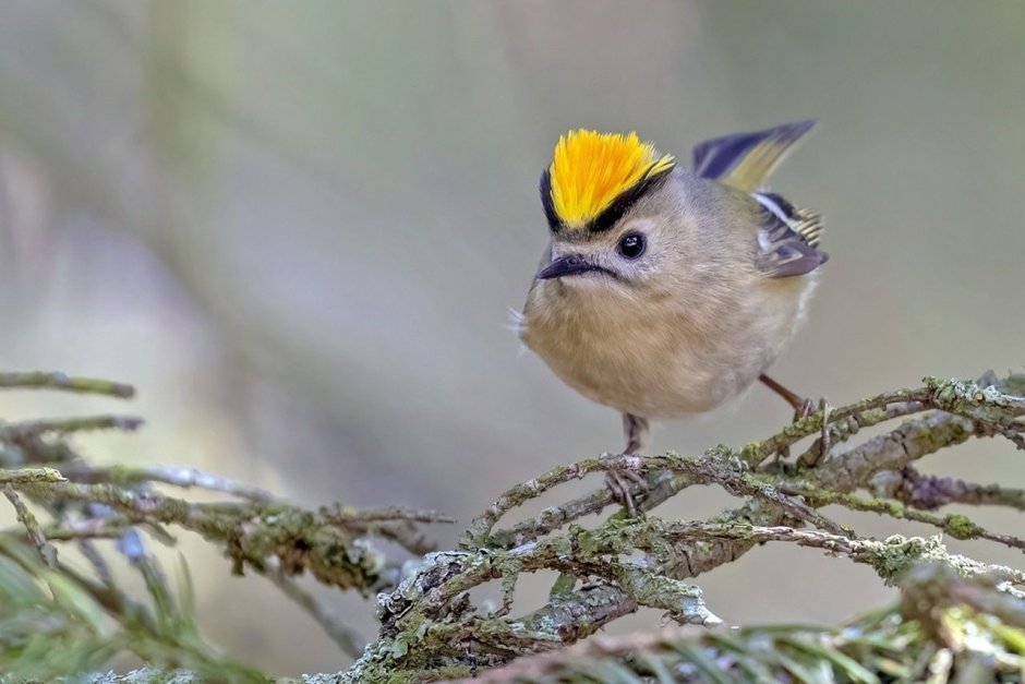 Маленькие трехцветные птички в Европе