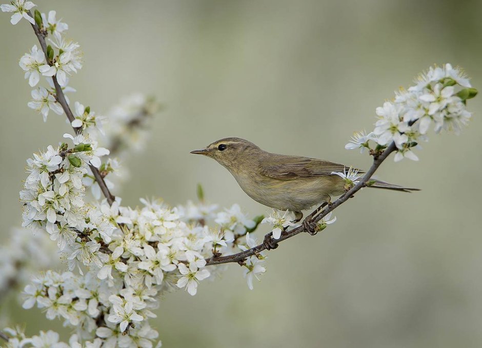 Пеночка птица в России