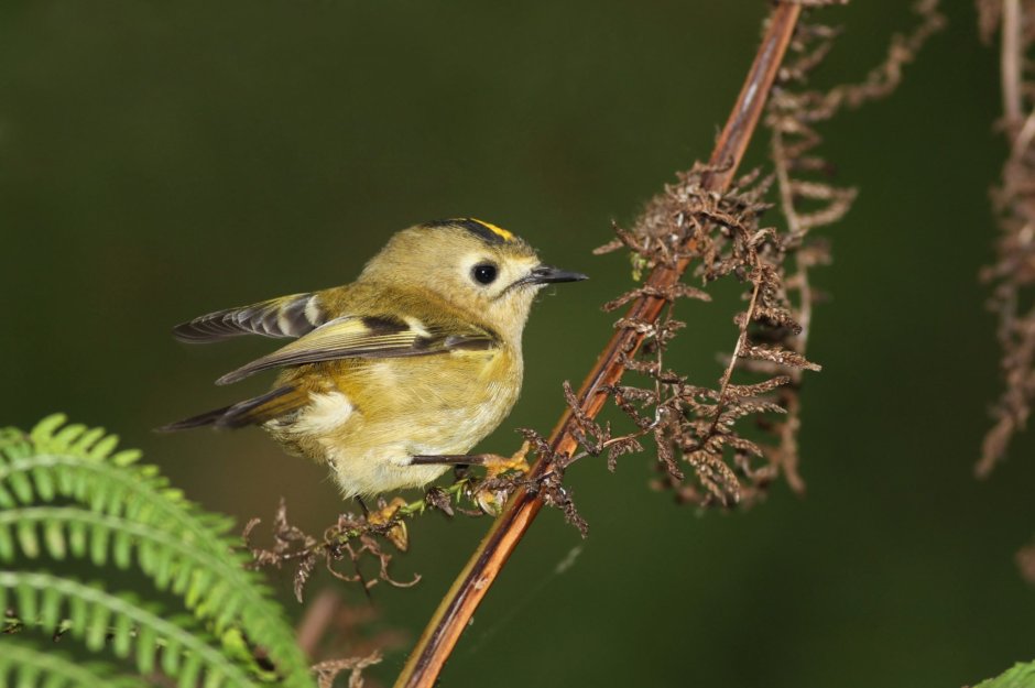 Маленькая птичка Королек