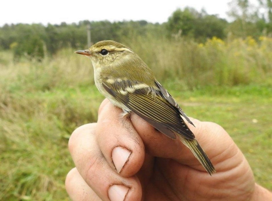 Пеночка-Зарничка птенец