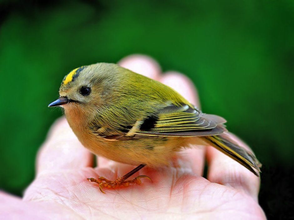 Королёк птичка