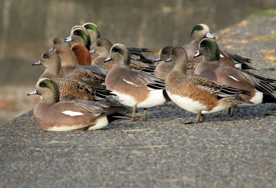 Птушкі Беларусі