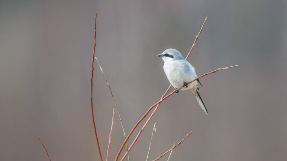 Серая птица в Карелии