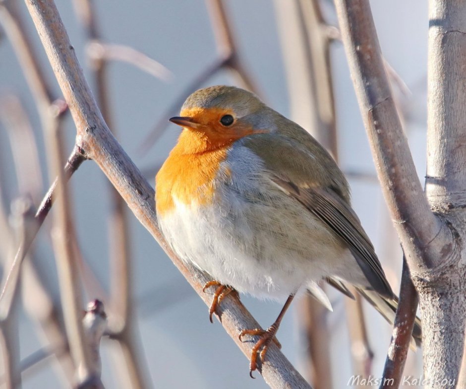 Певчие птицы Урала