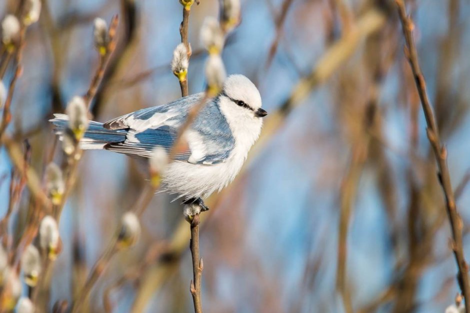 Маленькие птички беларуси