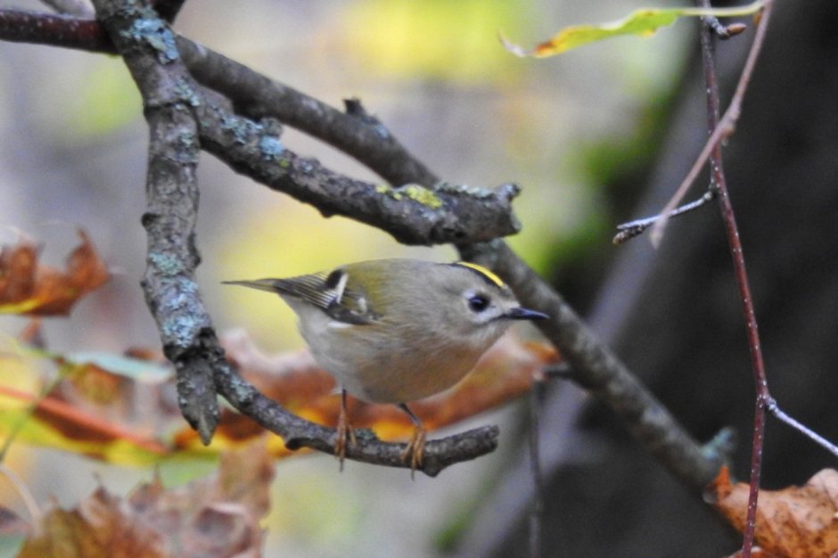 Самые маленькие птички Череповецкого района