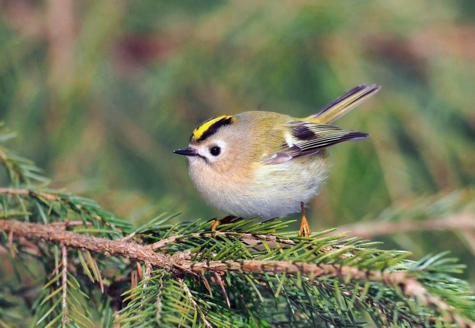 Желтоголовый Королек птичка