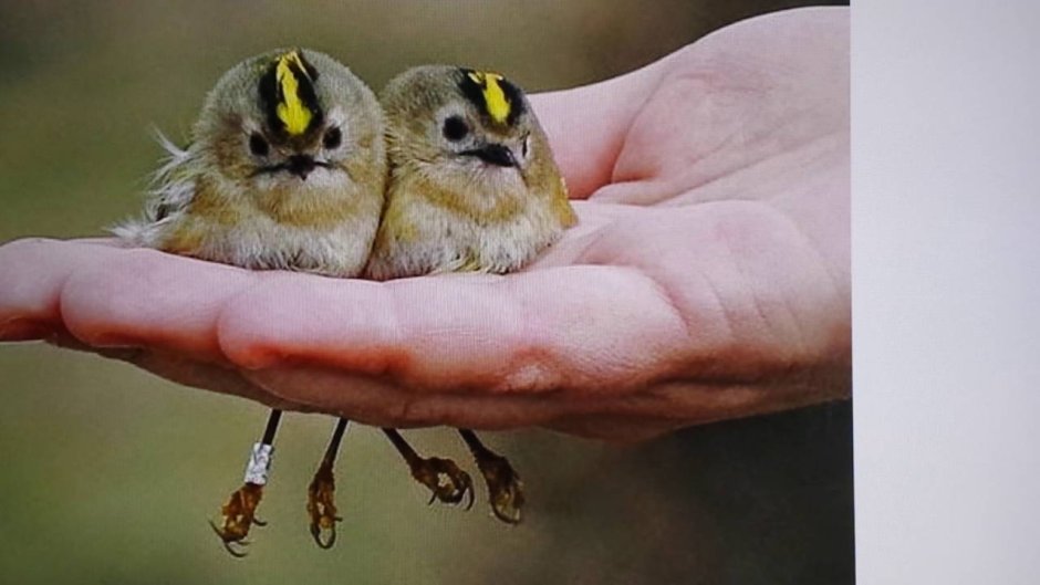 Желтоголовый Королек птенцы