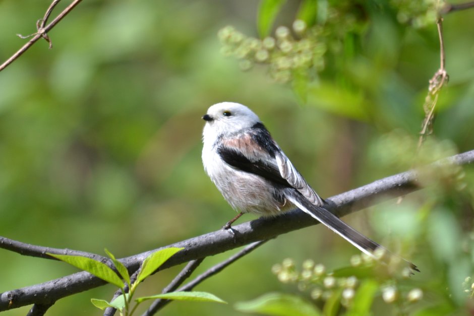 Птица синица длиннохвостая
