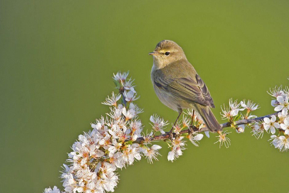 Пеночка Зяблик Сойка