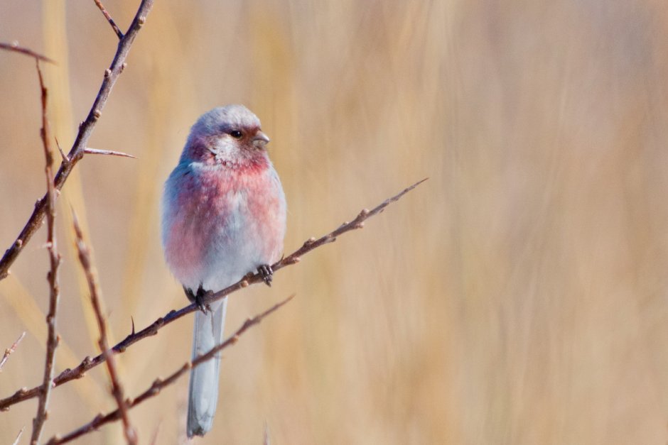 Сибирский урагус
