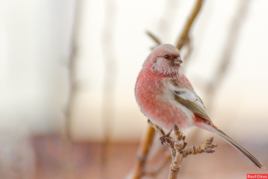 Урагус длиннохвостый