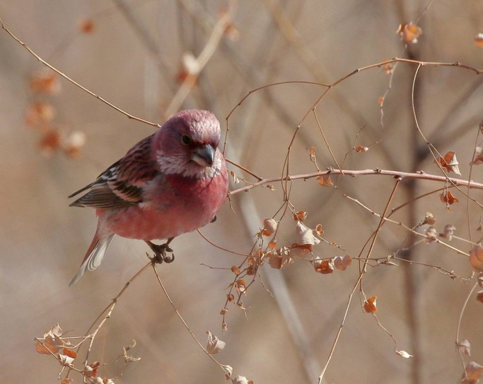 Сибирская чечевица Carpodacus roseus