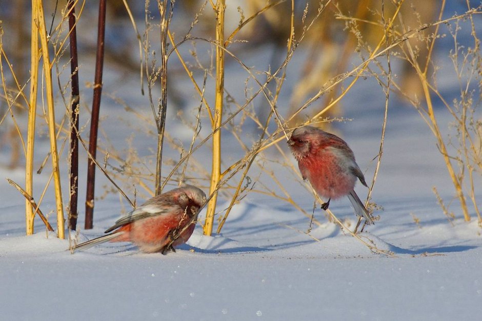 Розовая птичка в сибири