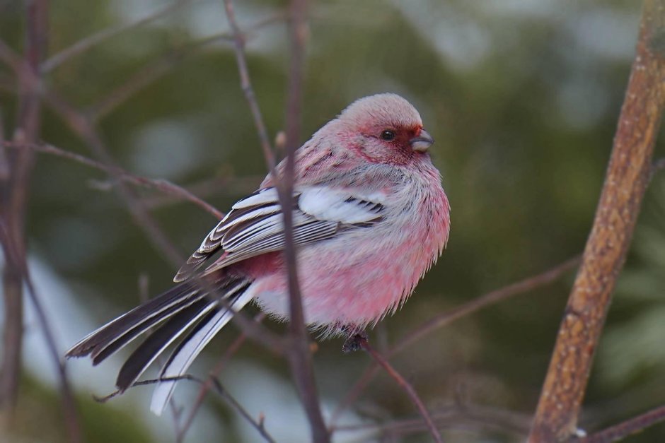 Птицы Сибири урагус