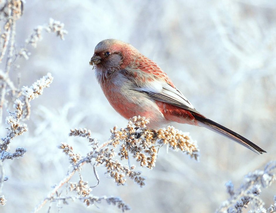 Снегирь урагус