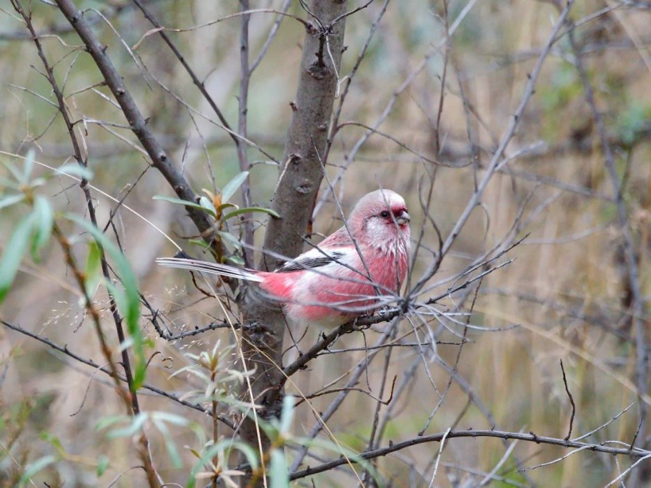 Урагус самка и самец