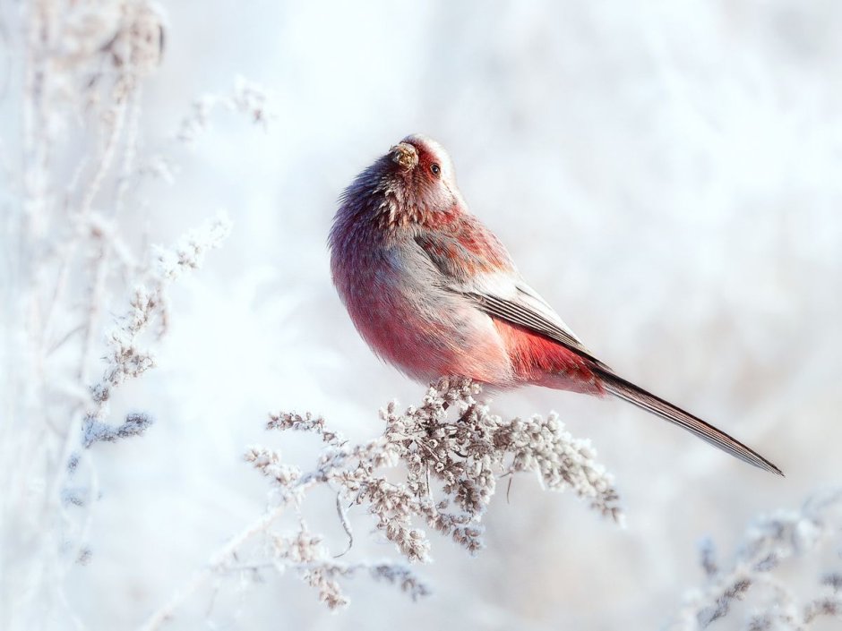 Длиннохвостая чечевица урагус