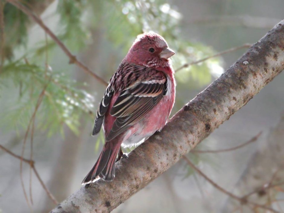 Сибирская чечевица Carpodacus roseus