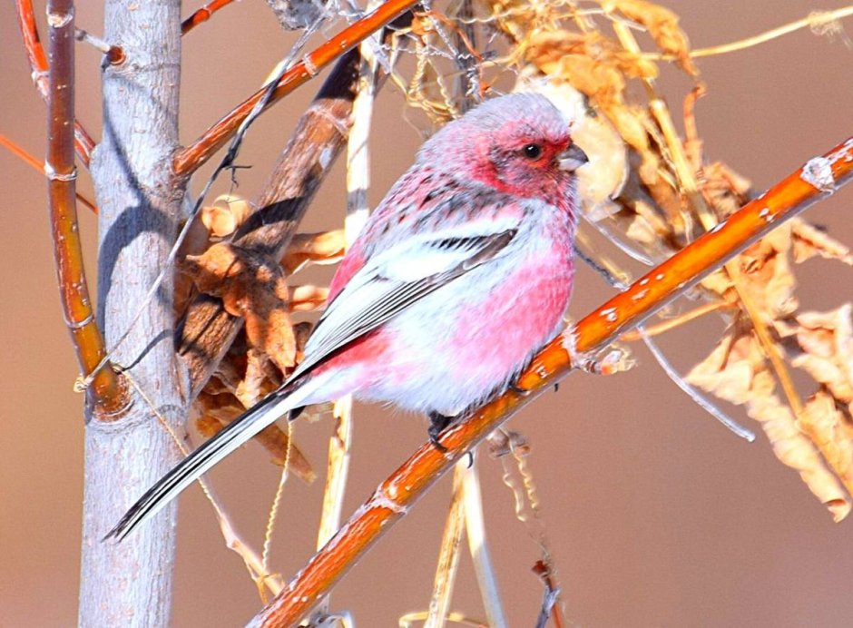 Сибирский урагус птица