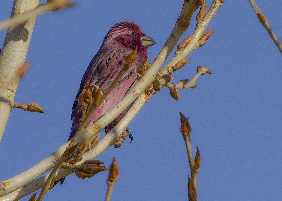 Розовый Воробушек
