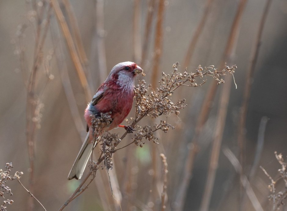 Маленькая розовая птичка урагус