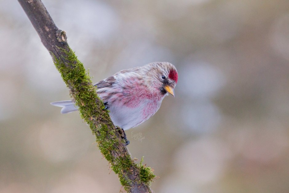 Птицы Челябинской области фото