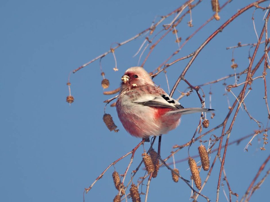 Птица урагус песня