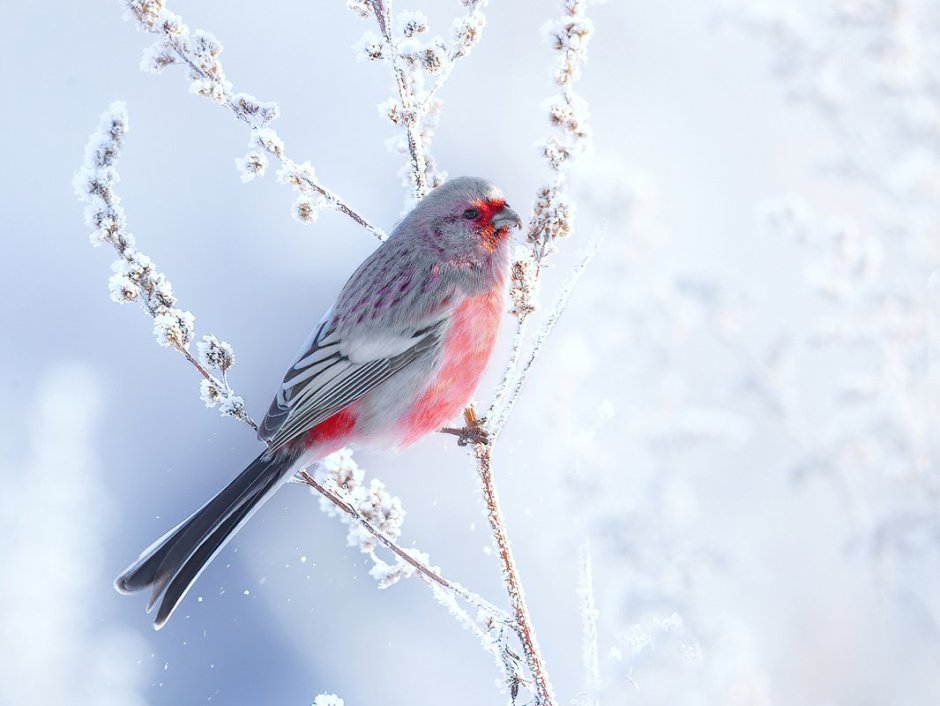 Урагус наёлке зимой пейзаж