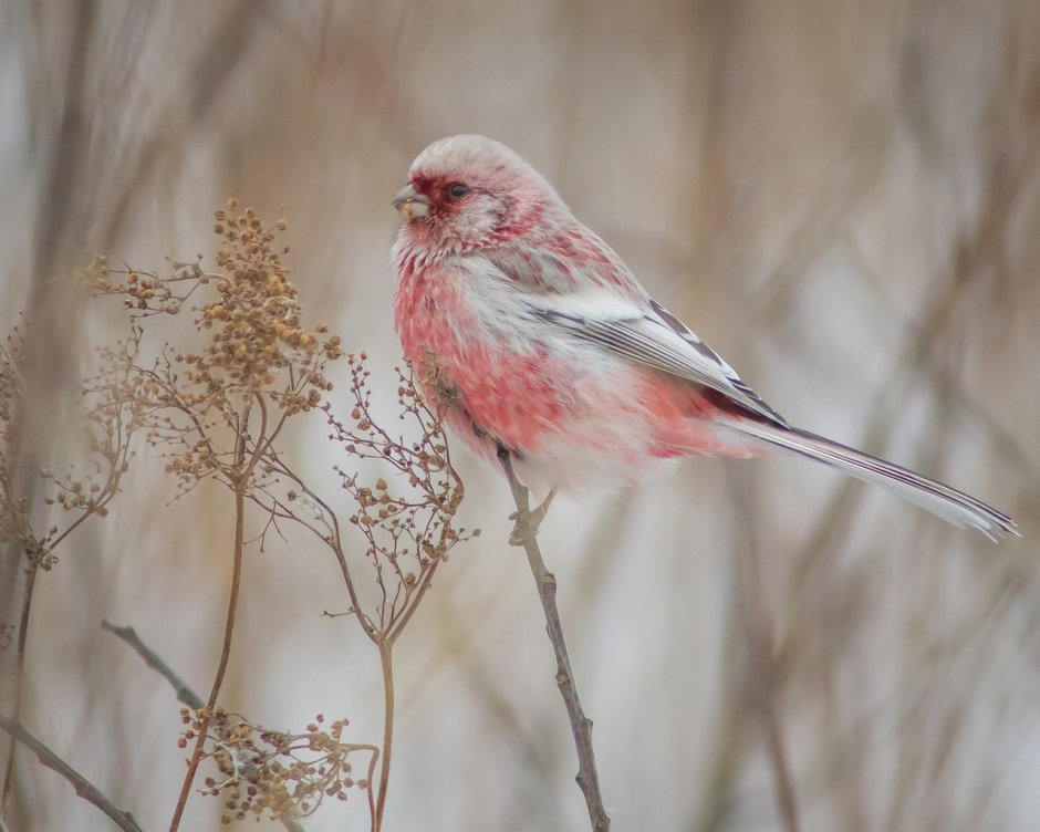 Урагус можно ли держать дома