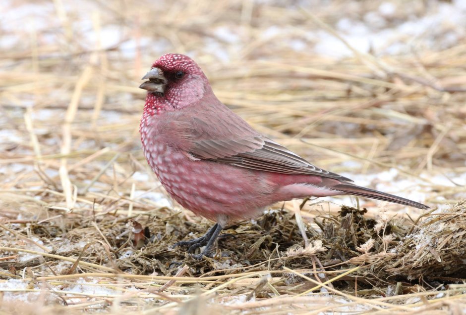 Carpodacus rubicilla