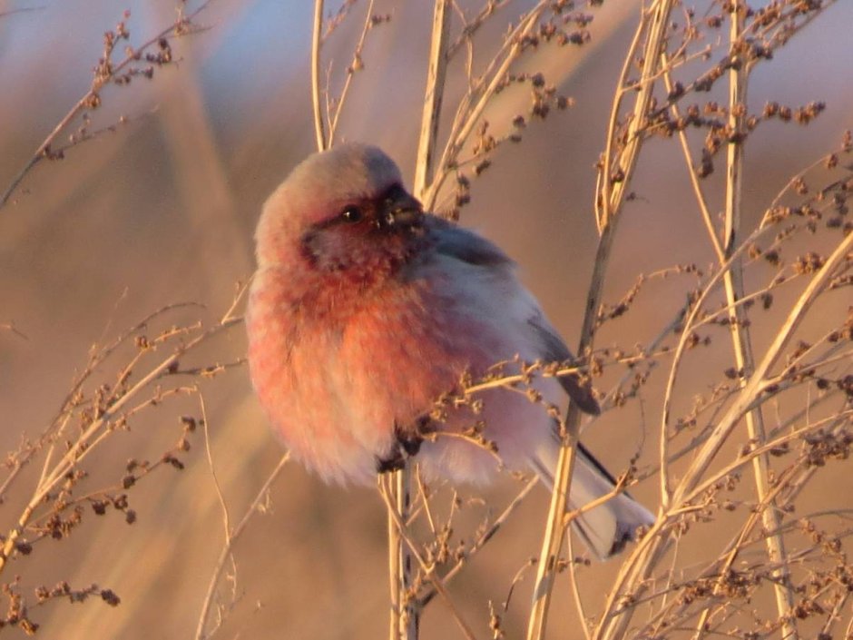 Сибирь птица рыжий хвост