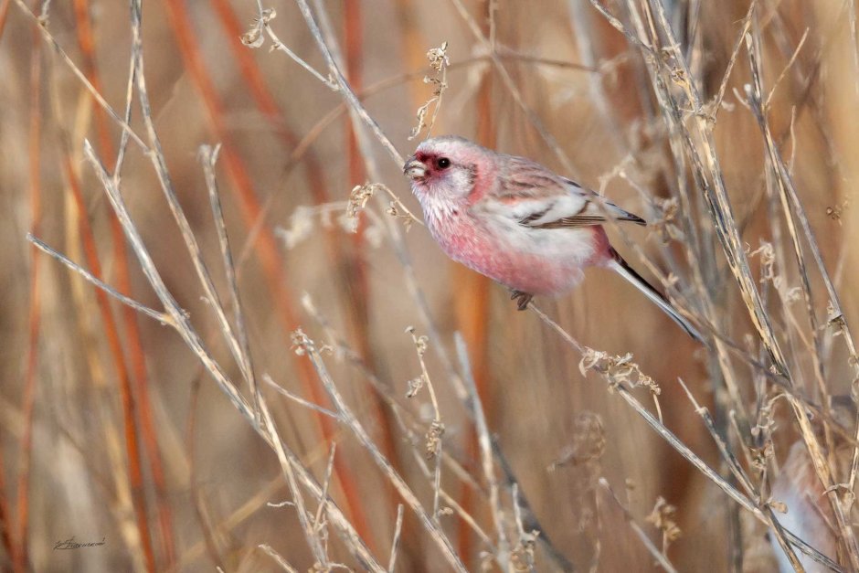 Птичка с розовой грудкой