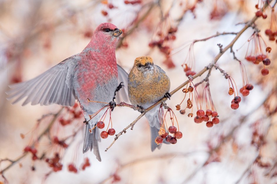 Щур птица самка