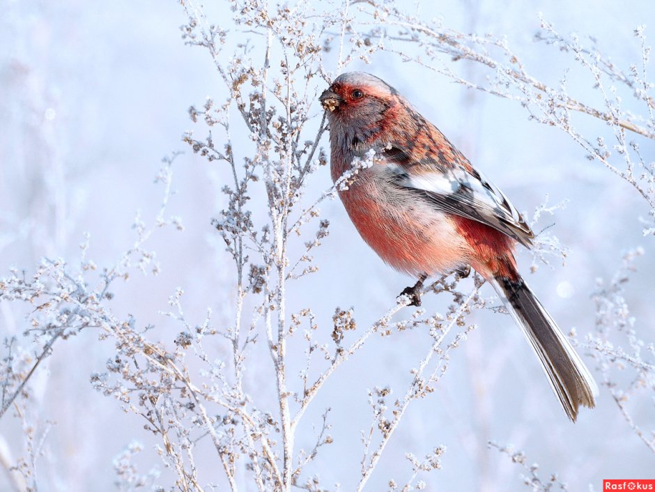 Сибирский урагус