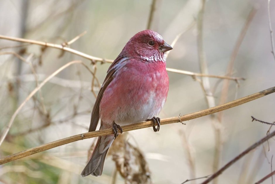 Сибирская чечевица птица
