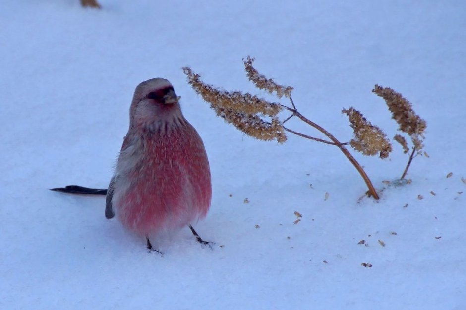 Розовая зимняя птица
