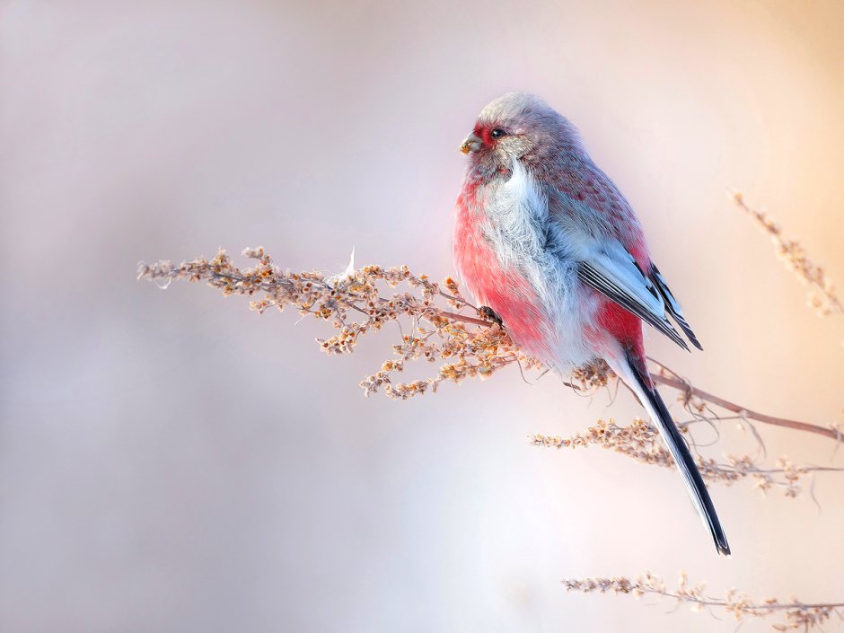 Длиннохвостая чечевица урагус