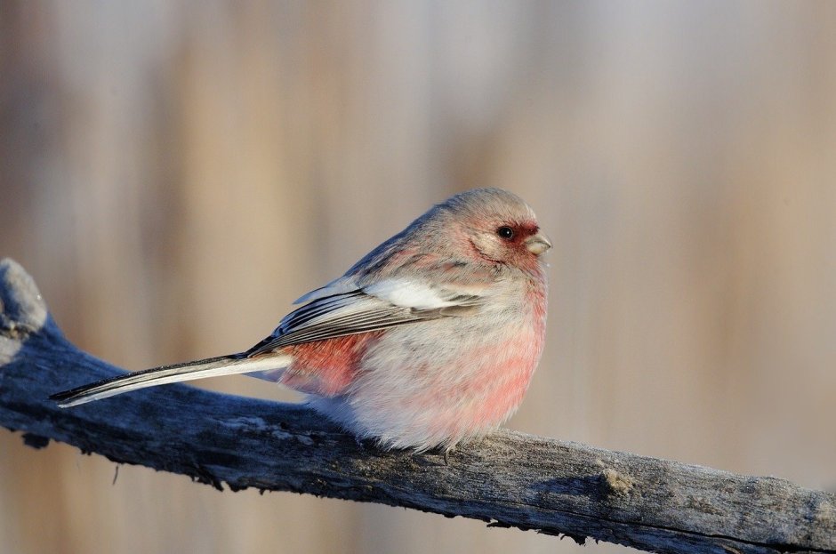 Птицы с красной грудкой но не Снегирь