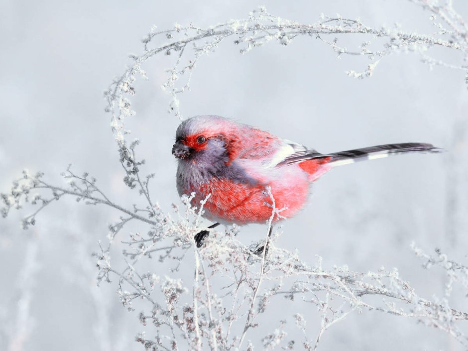 Урагус птица зимой
