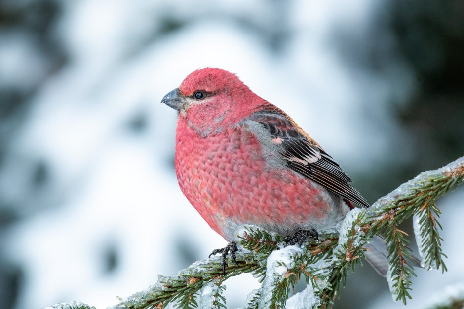 Зимующие птицы Щур