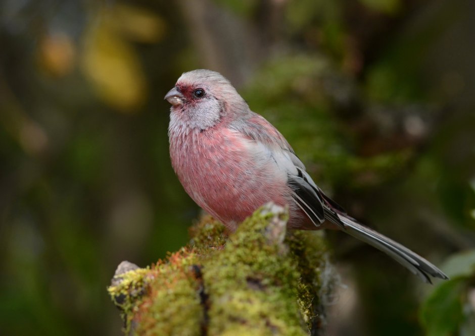 Длиннохвостая чечевица урагус