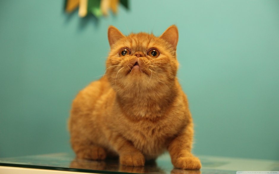 Порода кошек Гарфилд