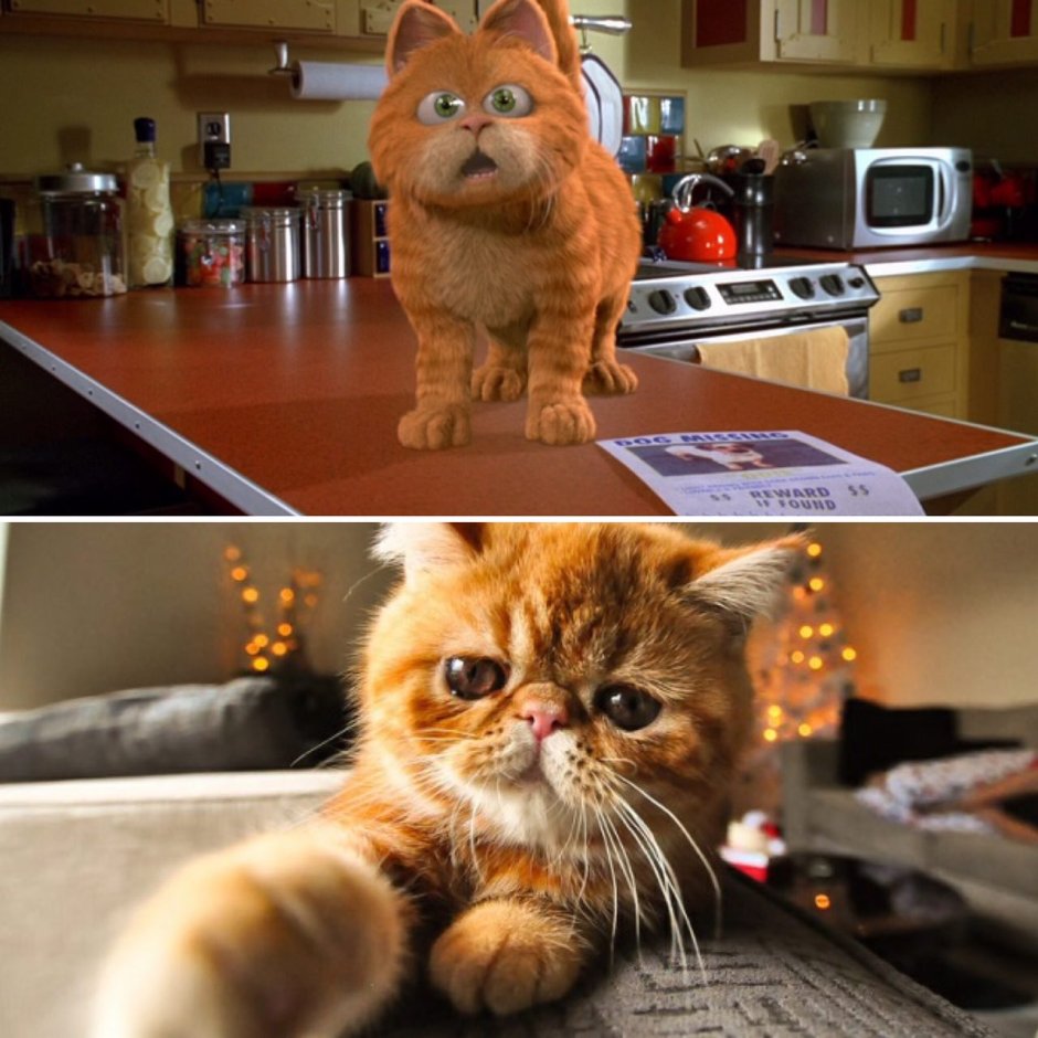 Порода кошек Гарфилд