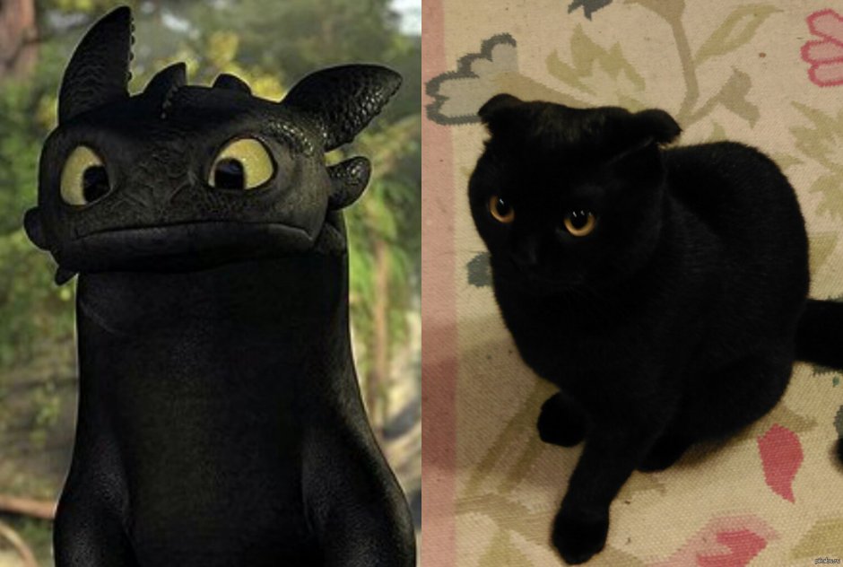 Беззубик кот