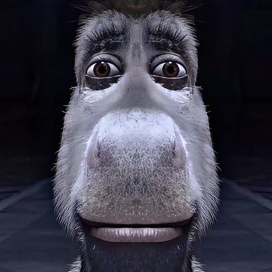 Donkey staring