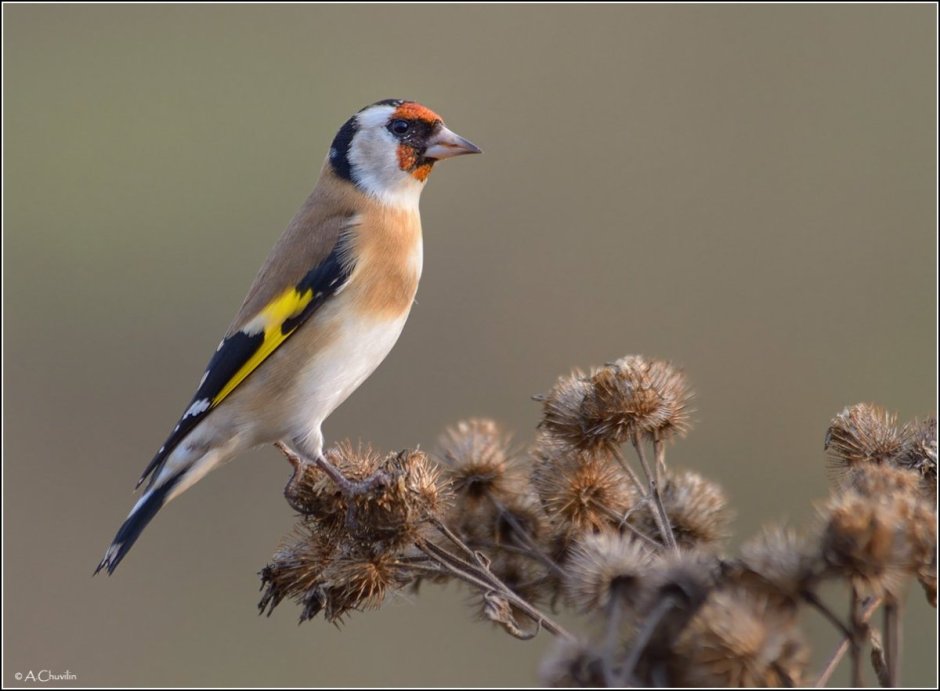 Щегол на репейнике