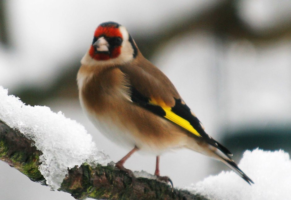 Птица с красной головой и желтыми крыльями